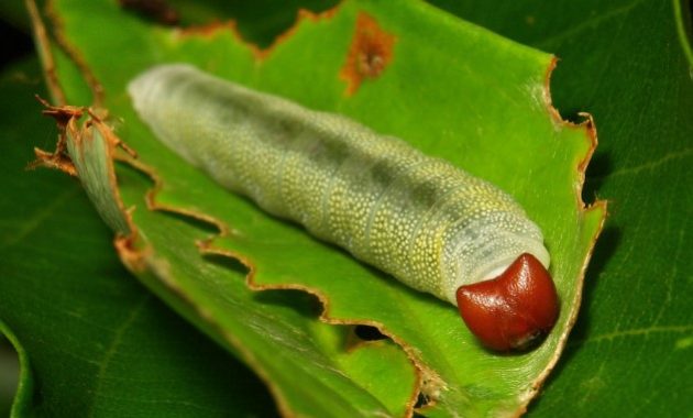 Different Types of Caterpillars