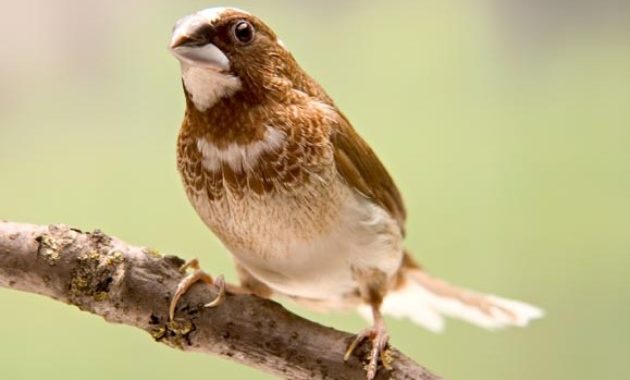 Different Types Of Finches