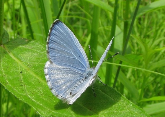 Different Type of butterfly