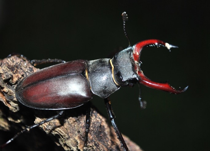 Different Types of Beetles