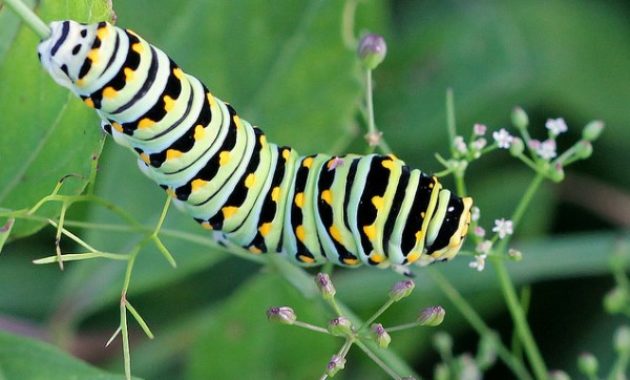 Different Types of Caterpillars