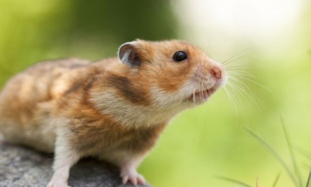 types of hamster