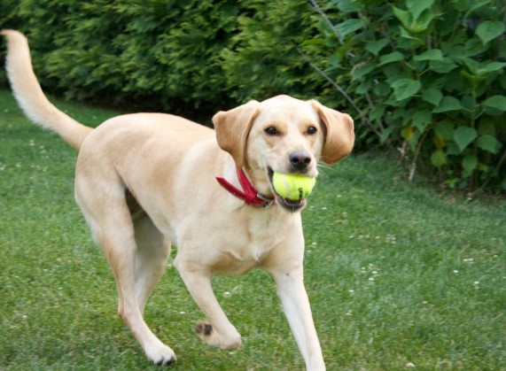 Different Types of Beagles