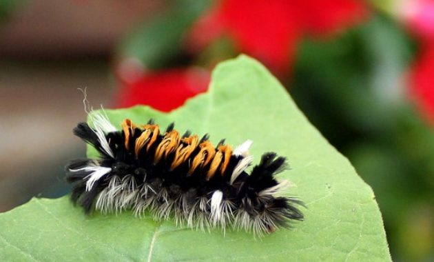 Different Types of Caterpillars