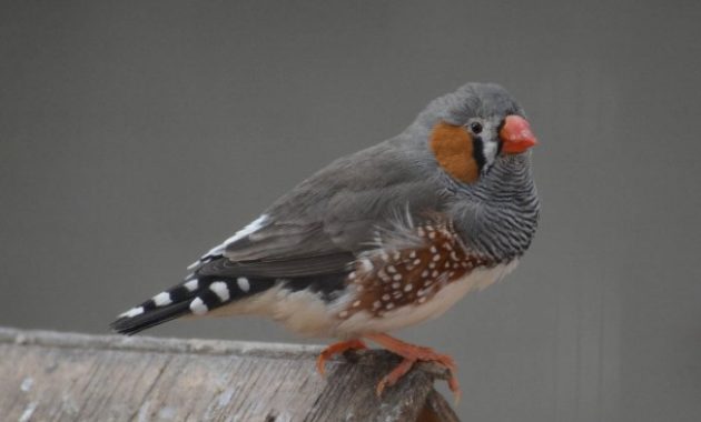 Different Types Of Finches