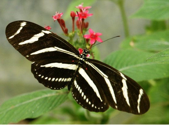 Different Type of butterfly