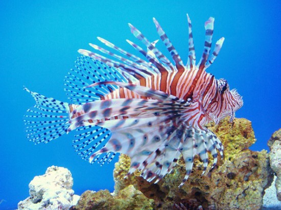 great barrier reef animals