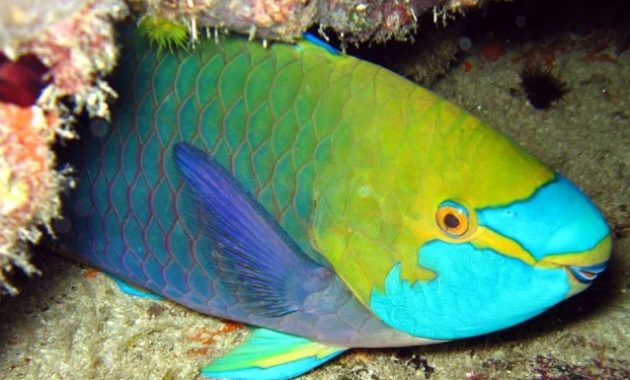 Great Barrier Reef Animals