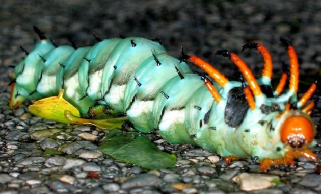 Different Types of Caterpillars