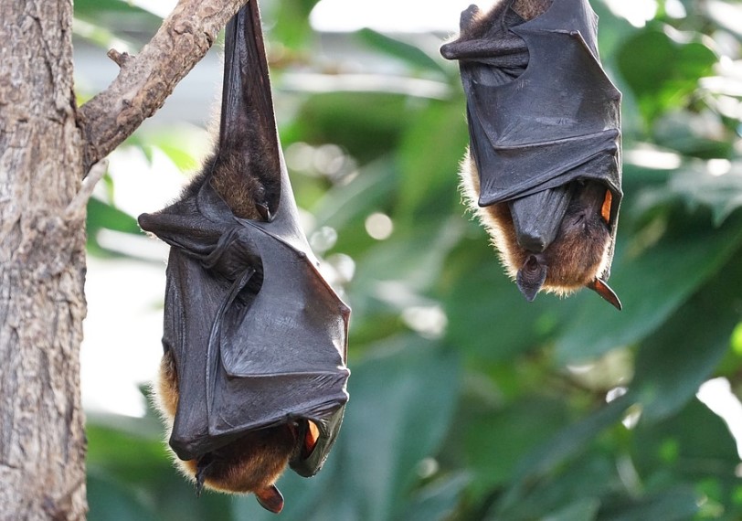 Different Types of Bats