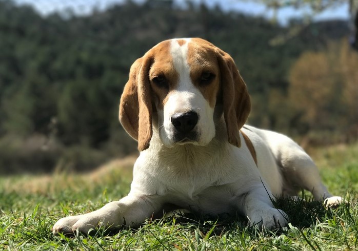 Different Types of Beagles