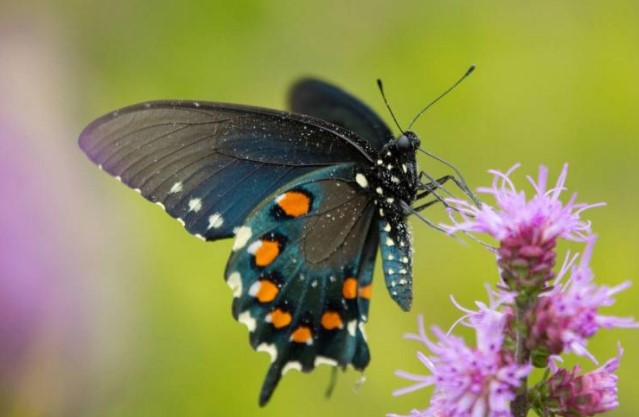 different types of butterfly