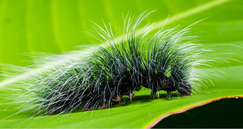 Different Types of Caterpillars