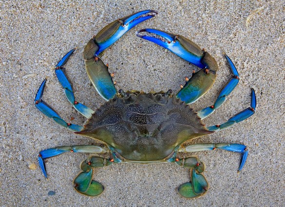 Different Types Of Crabs