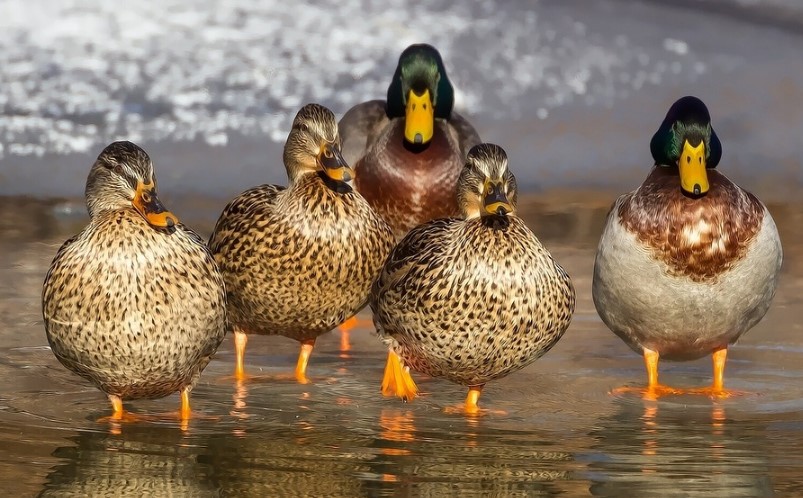 Different Types of Ducks