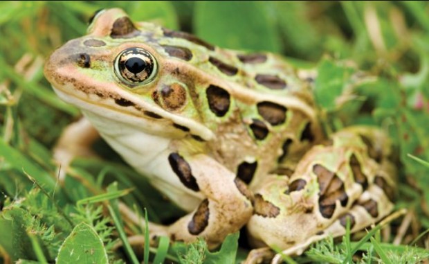 Different Types of Frogs