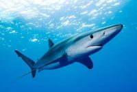 Classifying the Different Types of Sharks