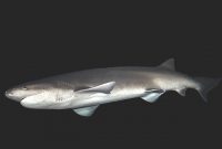 Classifying the Different Types of Sharks