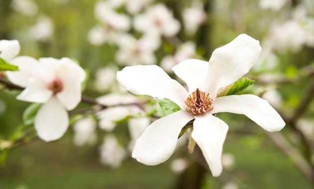 Different Types of Magnolia Trees