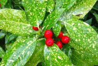 Types Of Plants For Shady Areas