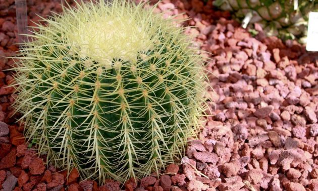 Different Types of Cacti To Grow at Home