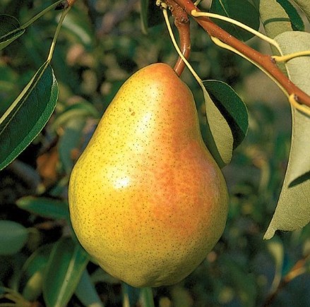 different types of pear