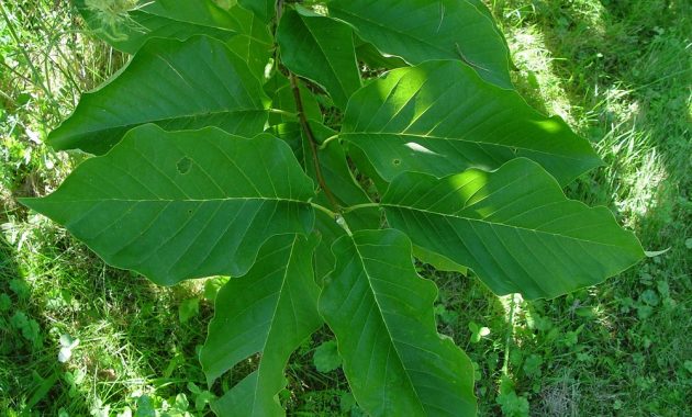 Different Types of Magnolia Trees