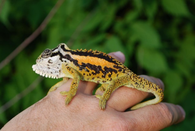 Different Types of Chameleons