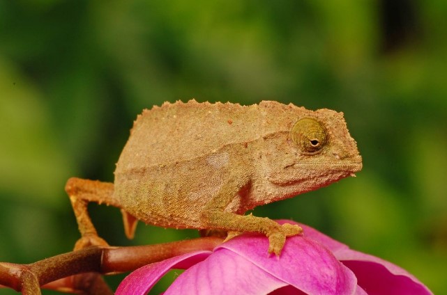 How To Care Pygmy Chameleons