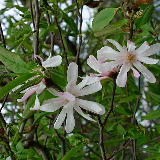 Different Types of Magnolia Trees