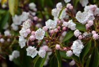 Types Of Plants For Shady Areas