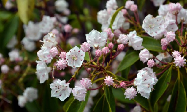 Types Of Plants For Shady Areas