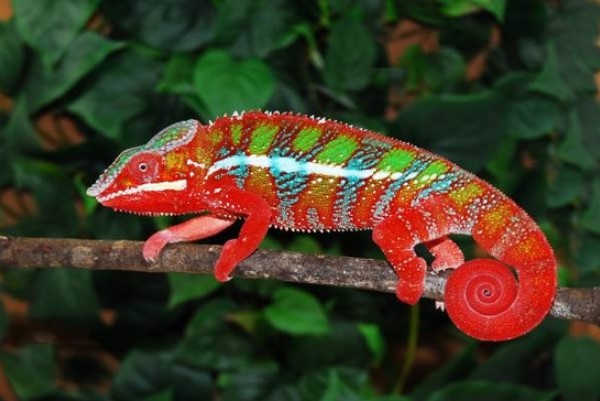 Different Types of Chameleons