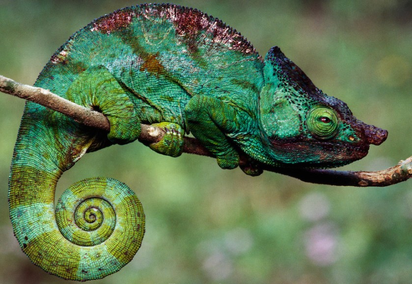 Different Types of Chameleons