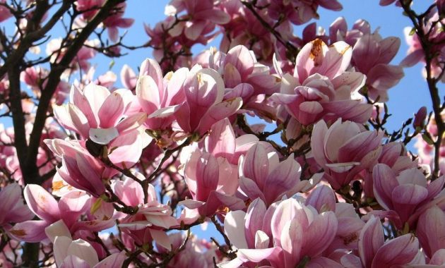 Different Types of Magnolia Trees