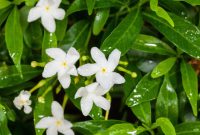 Types Of Plants For Shady Areas