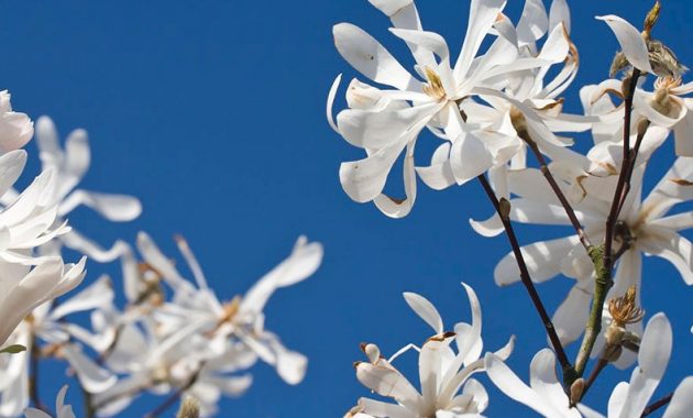 Different Types of Magnolia Trees