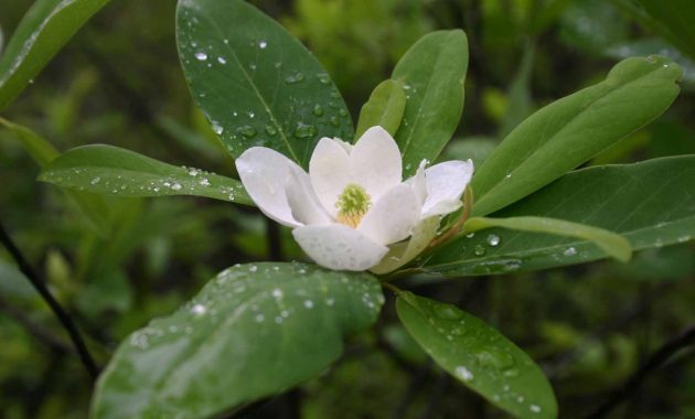 Different Types of Magnolia Trees