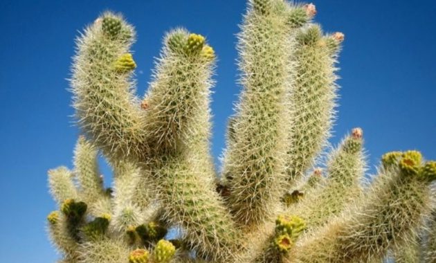 Different Types of Cacti To Grow at Home