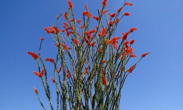 Different Types of Cacti To Grow at Home