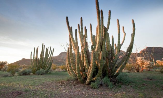 Different Types of Cacti To Grow at Home