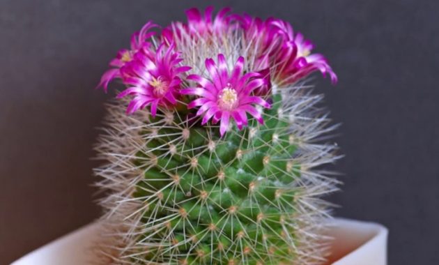 Different Types of Cacti To Grow at Home