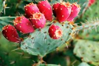 Different Types of Cacti To Grow at Home