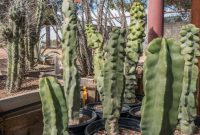 Different Types of Cacti To Grow at Home