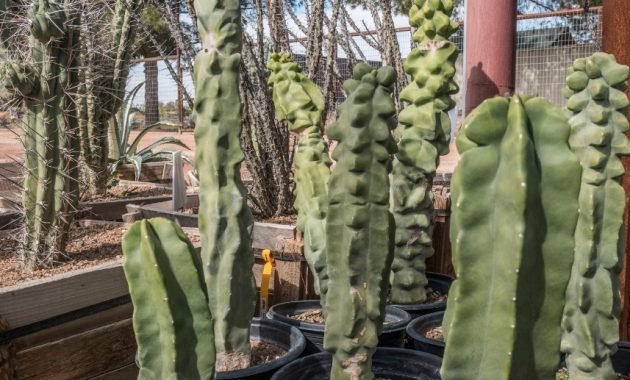 Different Types of Cacti To Grow at Home