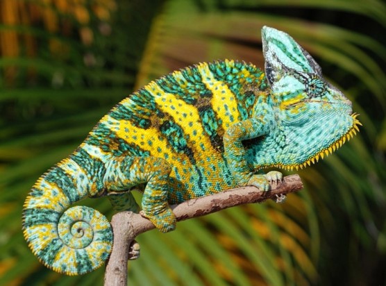 Different Types of Chameleons