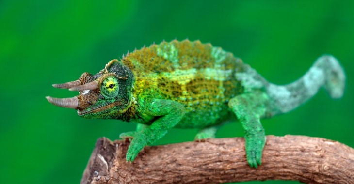 Different Types of Chameleons