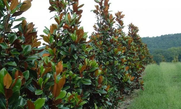 Different Types of Magnolia Trees