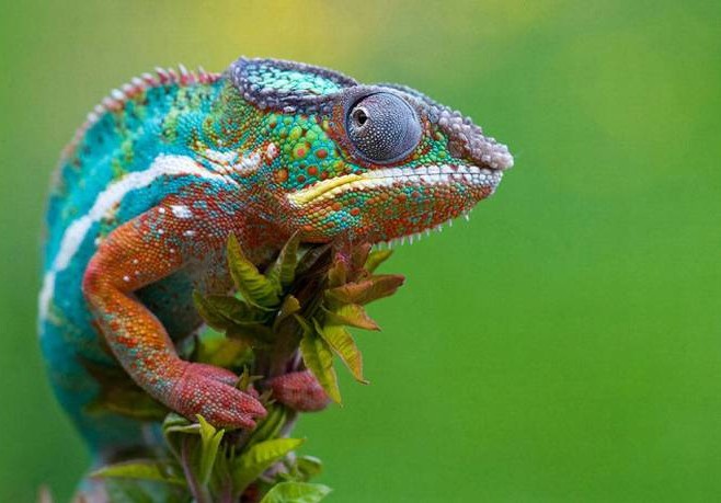 Different Types of Chameleons