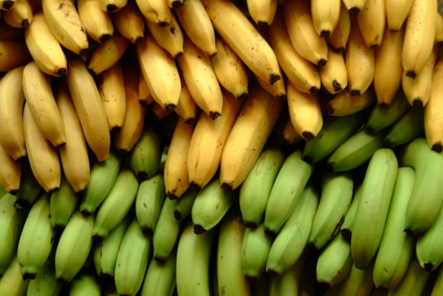 Different Types of Bananas